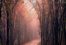 C7娱乐：张伟丽再度拿下女子草量级金腰带 实现卫冕战三连胜2025-02-10.