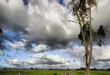 库里缺阵维金斯24分施罗德17+9 勇士力克灰熊.